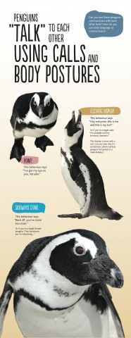 penguins-2.3-column-talk-ffp