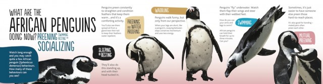 penguins-3.1-railing-doing-now-ffp