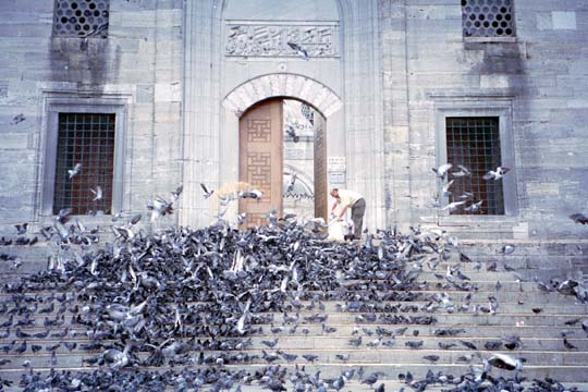 Man feeding hundreds of pigeons
