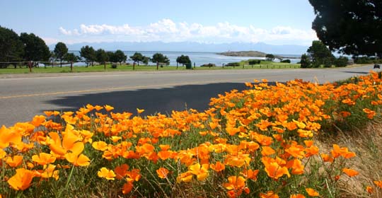 Orange flowers beside road