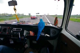 A blue parrot sitting on the dash of a van