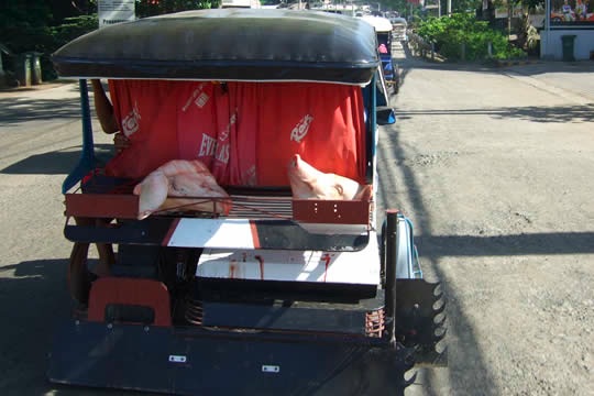 Pig heads in the back of a moving trike vehicle