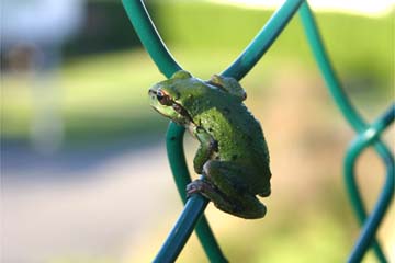 Small green frog on a chain-link fence