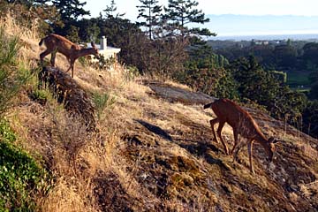Two deer walk on a hill