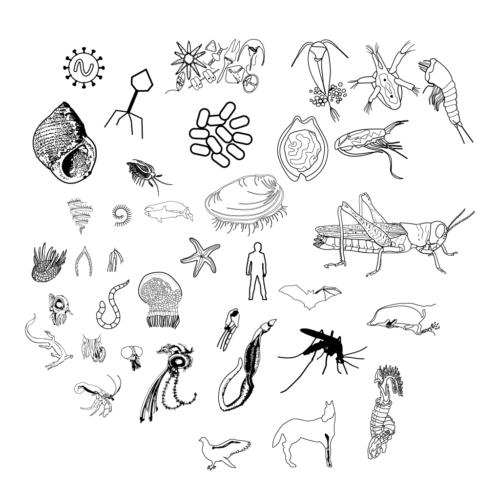 Biodiversity Illustrations